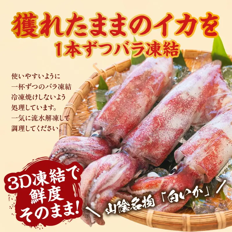 白イカ 約1kg 4-7杯程度入 不揃い 冷凍 いか イカ 74-31