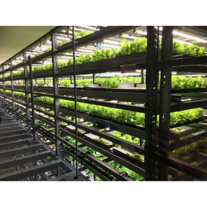 Osaka Agri Marche フリルレタス・バタビアレタス