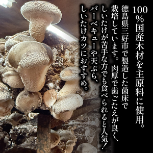 訳あり生 しいたけ 2kg 菌床【 しいたけ 】