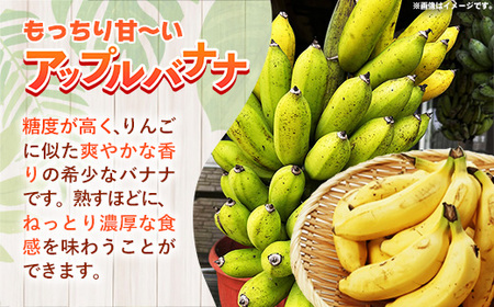【特別提供中】 国産 希少種！南国フーズのアップルバナナ 約3kg - バナナ ばなな 小ぶり 沖縄県 産地直送 果物 フルーツ 南国 朝食 おすすめ 沖縄県 八重瀬町【価格改定】
