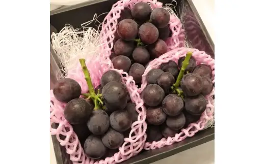 【 訳あり 】 ぶどう 約 1kg 葡萄 種なし 【 ぶどう 】