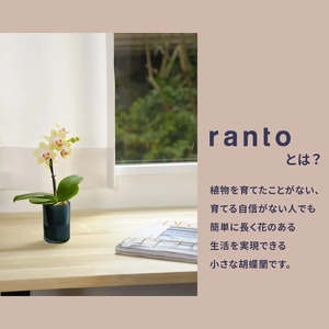小さな 胡蝶蘭 1本立ち 鉢 付き 3ヶ月 定期便 ranto Sサイズ 【 胡蝶蘭 】