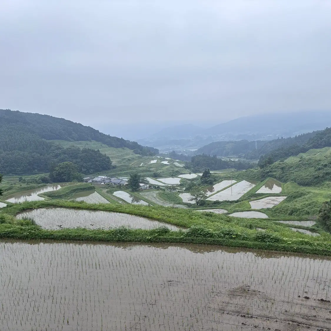 ＼先行予約／【令和7年度産】大分県由布市産 ひのひかり（玄米）5kg