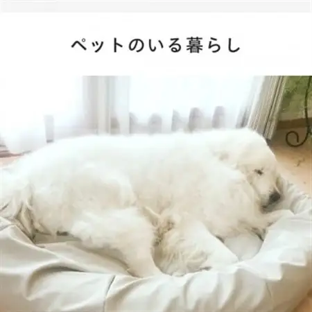 【ハナロロ】ペットベット スタイリスレザーカバー LL(ホワイトベージュ)【1645932】