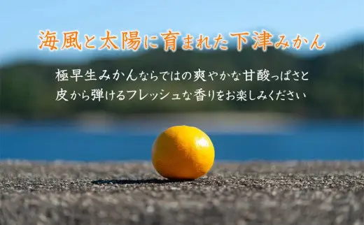 訳あり 極早生みかん 2S・3S混合 10kg 和歌山みかん
