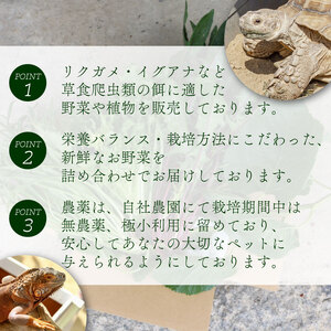 【爬虫類用】 季節の葉っぱ詰め合わせ セット 約 1.8kg 80サイズ ( 草食 雑食 爬虫類 ペットフード ペット リクガメ カメ イグアナ 動物 ごはん ご飯 おやつ 野菜 葉 葉野菜 旬 栄養 安心 新鮮 きよしファーム 南丹市 京都府 京都 )