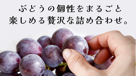 ぶどう ４品種 食べ比べ 【2026年8月上旬発送開始】(茨城県共通返礼品：大子町)