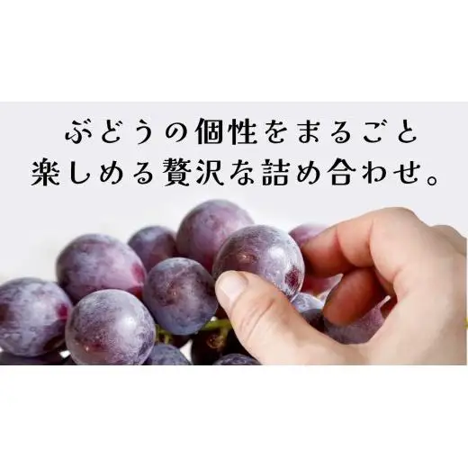 ぶどう ５品種 食べ比べ 【2026年8月上旬発送開始】(茨城県共通返礼品：大子町)