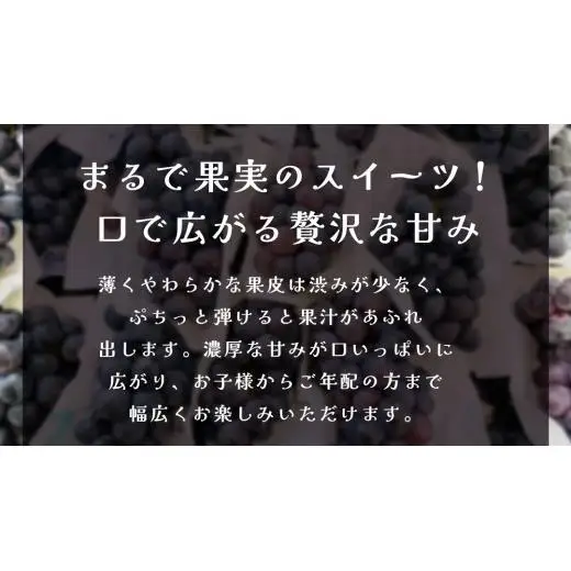 ナガノパープル 約5kg (7～9房)【2026年9月上旬発送開始】(茨城県共通返礼品：大子町)