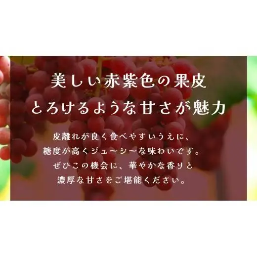 クインニーナ 約5kg (7～9房) 【2026年9月上旬発送開始】(茨城県共通返礼品：大子町)