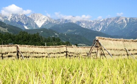 ＜令和7年産＞ミルキークイーン 10kg 玄米 長野県