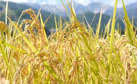＜令和7年産＞ミルキークイーン 5kg 玄米 長野県