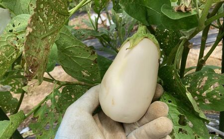 【先行予約】 季節限定 白なす 6個 ナス 茄子 野菜 白なす | 石川県 小松市 のうちゃんファーム