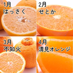 【定期便】厳選 柑橘定期便 M 12回（毎月）※北海道・沖縄・離島への配送不可※毎月発送