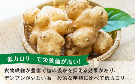 【2026年11月先行予約】生キクイモ（菊芋）2kg 五島市/五島列島自然のめぐみ[PGM005]