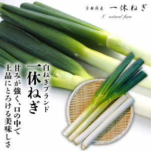 京都府産 一休ねぎ 2kg 白ネギ 葱