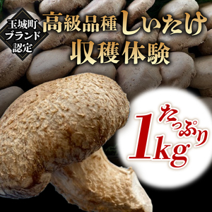 きのこ狩り　(収穫体験チケット3名分)収穫量1kg