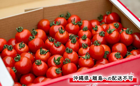 【2026年7月発送】富良野産 採れたて直送! ミニトマト キャロル10 【約2kg】 (清水farm) トマト ミニトマト とまと 野菜 新鮮 甘い 季節限定 北海道 富良野 ふらの