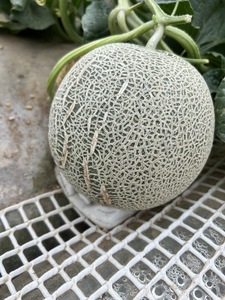5月上旬～発送【不揃い訳ありクインシーメロン 1玉】＼上品な甘さとジューシーな食感！／茨城県鉾田市産 クインシーメロン めろん 1玉｜先行予約 赤肉 産地直送 追熟 国産 フルーツ 果物 ご自宅用 おすすめ 人気 内山農園