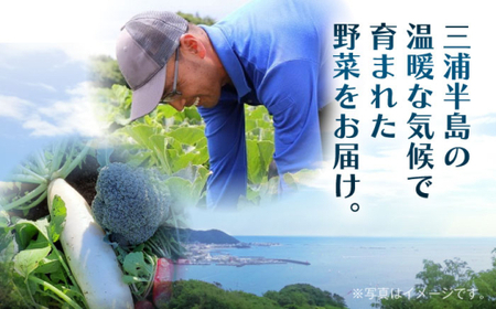 よこすか野菜セット すかなボックス／野菜 旬 セット 【JAよこすか葉山】[ASCB001]