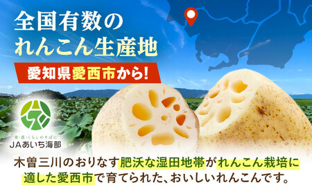 訳あり れんこん 5kg （常温）【配達不可：北海道・沖縄・離島】 / JAあいち海部れんこんセンター[AEDK001]