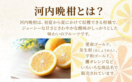 山口農園 訳あり 河内晩柑 10kg 愛南ゴールド 河内晩柑