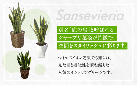 サンスベリア 6号鉢 観葉植物 植物 サンスベリア 人気 おしゃれ かわいい 初心者 枯れにくい 育てやすい お手入れ 室内 大鉢 中型 インテリア リビング 玄関 寝室 キッチン オフィス 店舗 プレゼント ギフト 新築 引っ越し