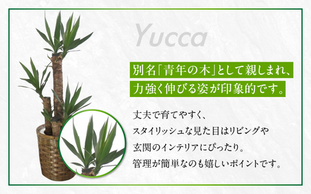 ユッカ 観葉植物 植物 6号鉢 人気 おしゃれ かわいい お手入れ 室内 大鉢 中型 インテリア リビング 玄関 寝室 キッチン オフィス プレゼント ギフト 新居 入居 インテリアグリーン グリーン 緑 植物