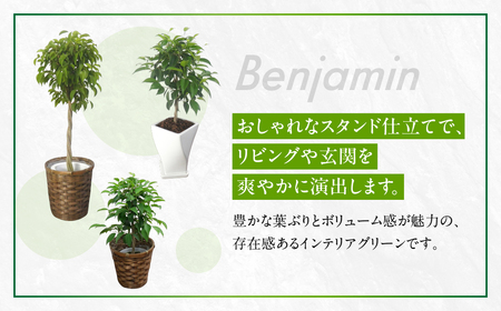 ベンジャミン 観葉植物 植物 5号鉢 人気 おしゃれ かわいい お手入れ 室内 大鉢 中型 インテリア リビング 玄関 寝室 キッチン オフィス プレゼント ギフト 新居 入居 インテリアグリーン グリーン 緑 植物