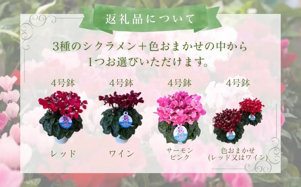【先行予約】シクラメン ジックス 5号鉢 根本園芸 ｜ シクラメン 農林水産大臣賞