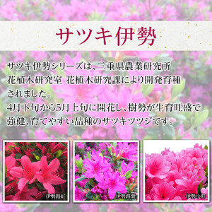 特産品 サツキ伊勢路紫 4本セット