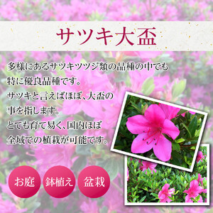 特産品の サツキツツジ大盃 4本セット