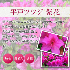 特産品 ヒラトツツジ紫花 15本セット