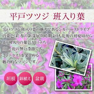 特産品 平戸ツツジ斑入り葉 15本セット