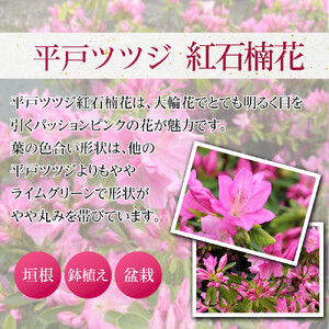 特産品 平戸ツツジ 紅石楠花 4本セット