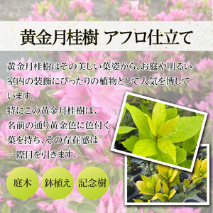 黄金月桂樹　アフロ仕立て