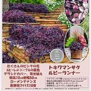 這性トキワマンサク　ルビーランナー