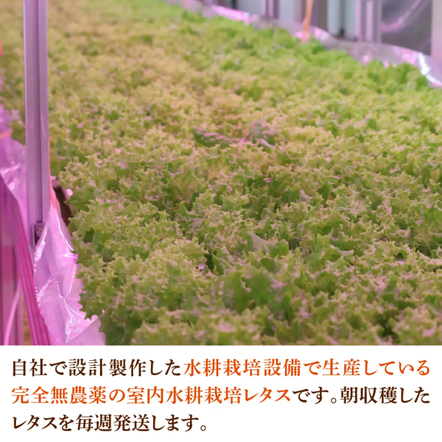 採れたてフレッシュな無農薬リーフレタス 8個入り