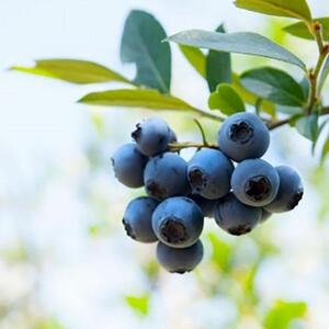 【復興支援】notono 里山ジャムセット