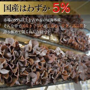 【2026年先行予約】 肉厚 ぷりぷりコリコリ 生きくらげ 500g きくらげ 八ヶ岳山麓育ち 国産 安心安全 農薬不使用 ハウス栽培 食物繊維 信州 送料無料 [7月中旬発送開始] 株式会社レインボー