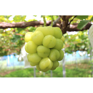 【2026年発送】びっくりサイズの大粒ぶどう 岡山県産 雄宝 １房(約1.0kg)