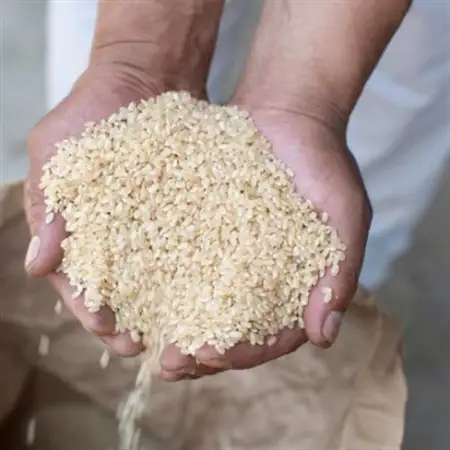 令和7年産 茨城県産 常陸牛農家が育てる コシヒカリ 精米 10kg【配送不可地域：離島・沖縄県】【1660512】