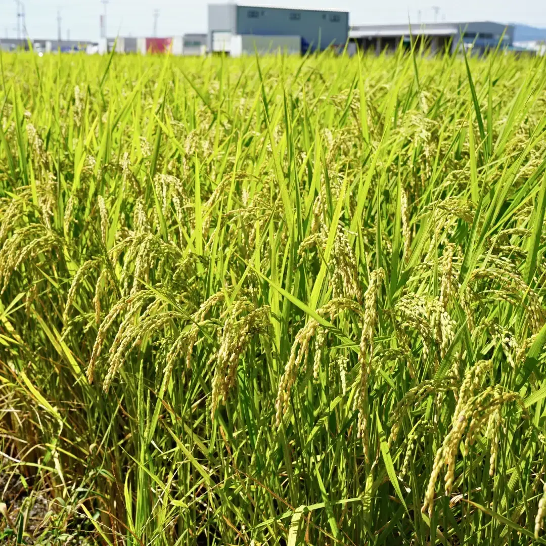 新潟県産 コシヒカリ 5kg 従来種 令和7年 農事組合法人いのこば コシヒカリ