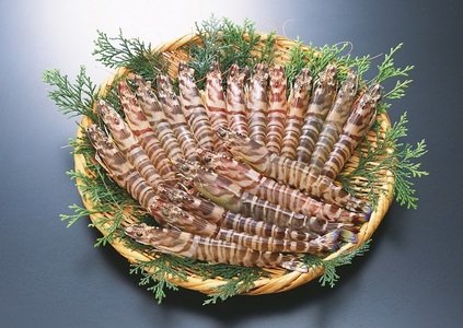 C060 旭水産活き車海老（あいおえび）1kg（18～35尾）【養殖】