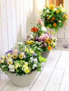 C102 ありきたりな寄せ植えに満足できない方へ [花うるる おまかせ プレミア 寄せ植え] 【テラ】玄関 完成品 お花 ギャザリング オーダーメイド ビオラ ギフト 鉢植え 珍しい 花苗 春 フラワーギフト 誕生日 プレゼント 女性 おしゃれ セット 苗 プランター