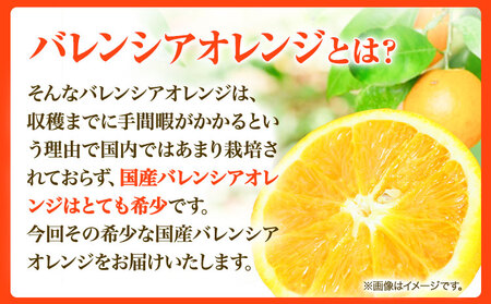 オレンジ【秀品】希少な国産バレンシアオレンジ 約2.5kg