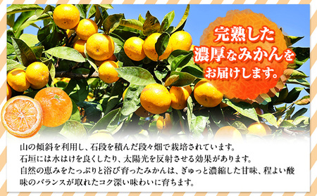 みかん 秀品 有田みかん 約2kg