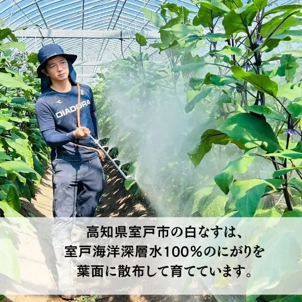 【訳あり】 農家直送 白茄子 土佐の美味茄子の新鮮ナス 8本 2kg 野菜 なす ナス 常温 小袋 国産 夏野菜 茄子 小分け 旬 高知