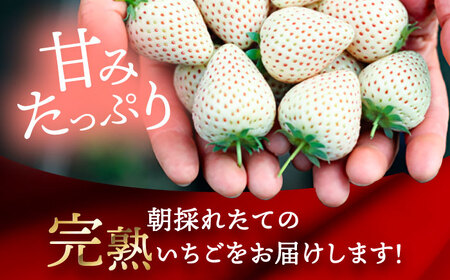 白いちご White Fairy 24粒 いちご 苺 イチゴ【配達不可：北海道・沖縄・離島】 / くぼ苺農園[AECJ018]
