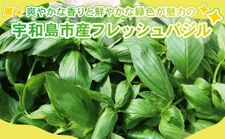 フレッシュ バジル 500g 本城ファーム ハーブ 生バジル ばじる はーぶ 香草 水耕栽培 野菜 やさい 美味しい 新鮮 イタリア料理 イタリアン パスタ ソース ジェノベーゼ マルゲリータ アレンジ いろいろ 農家直送 産地直送 数量限定 国産 愛媛 宇和島 F010-199001